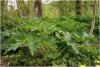 heracleum_dissectum_t1.jpg