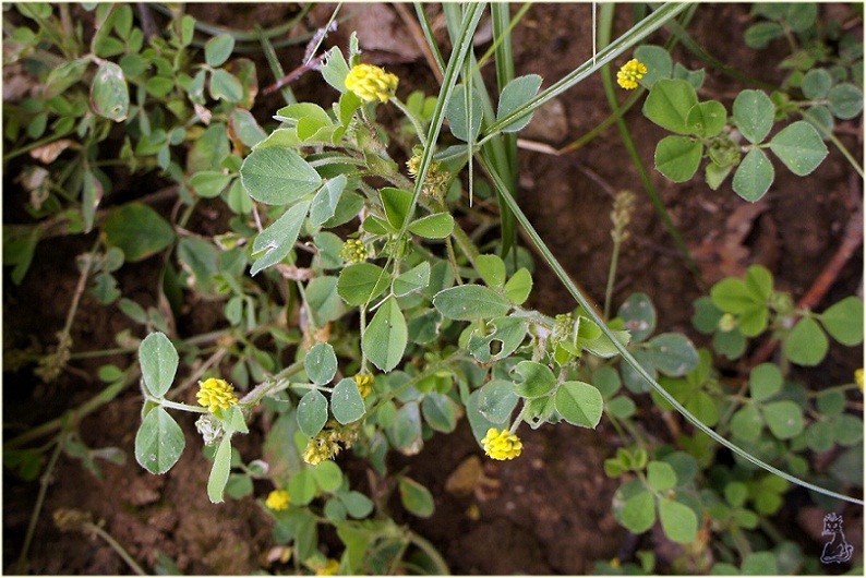 medicago_minima.jpg