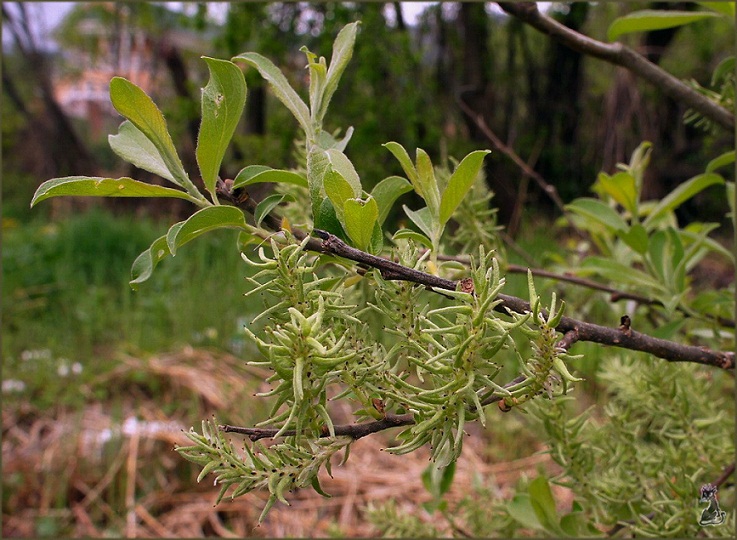 salix_starkeana.jpg