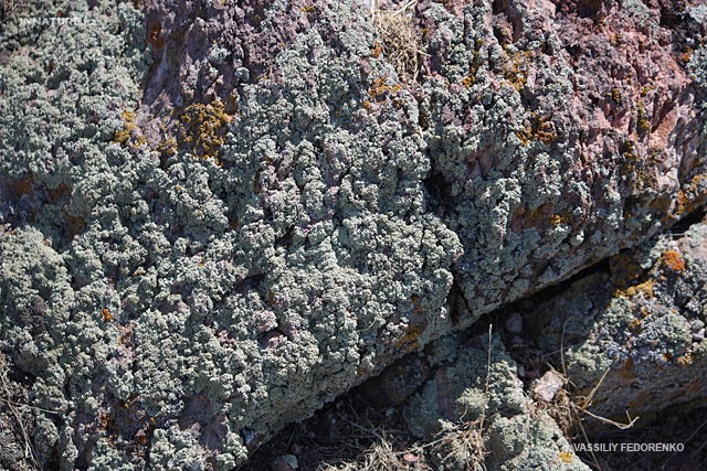 lichen_01_1.jpg