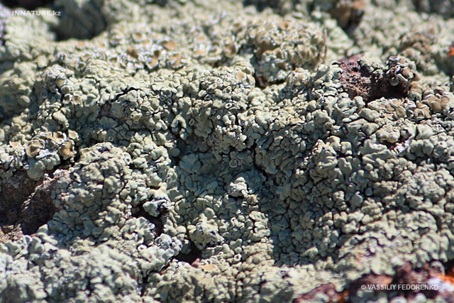 lichen_01_2.jpg