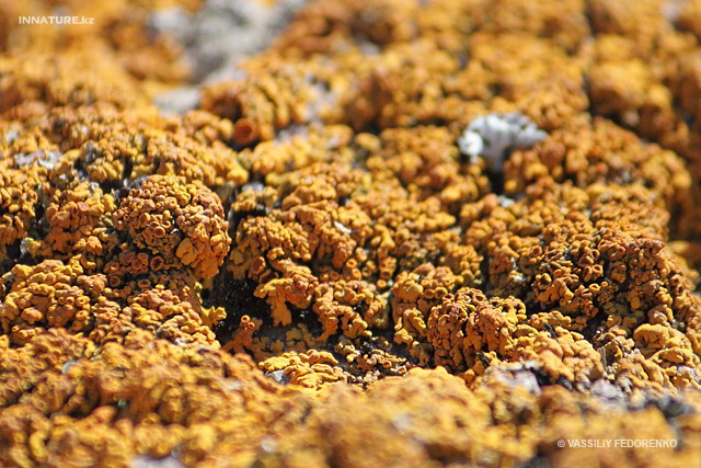 lichen_02_2.jpg
