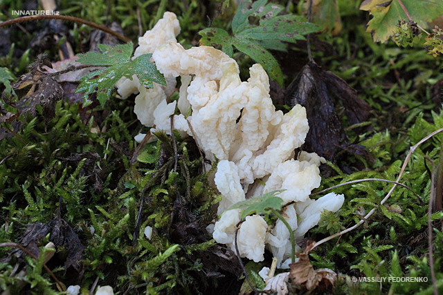 clavulina_rugosa_002.jpg