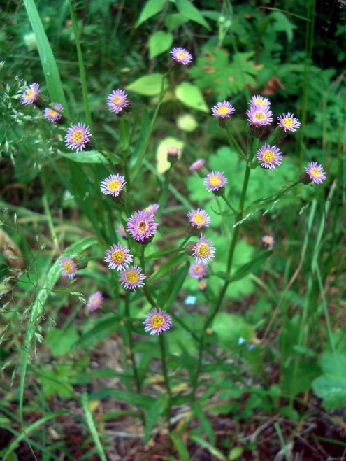 erigeron_3.jpg