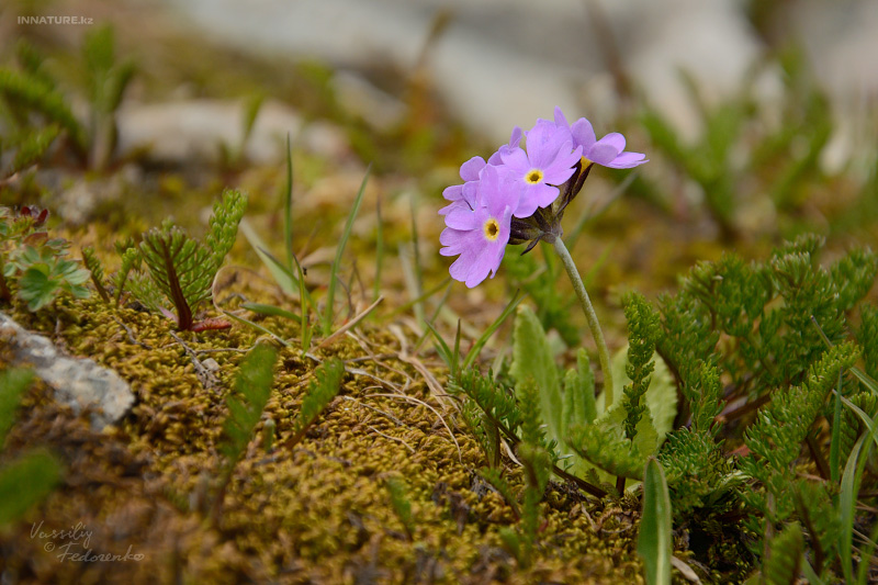 primula-algida_01.jpg