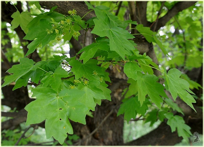 acer_campestre.jpg