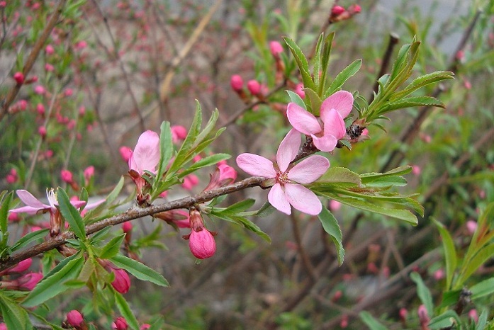 amygdalus_nana.jpg