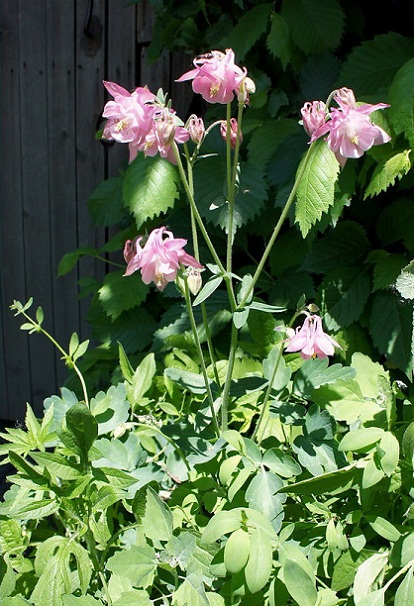 aquilegia_vulgaris.jpg