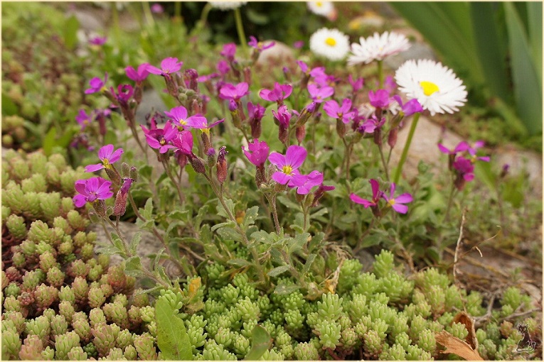 aubrieta_deltoidea.jpg
