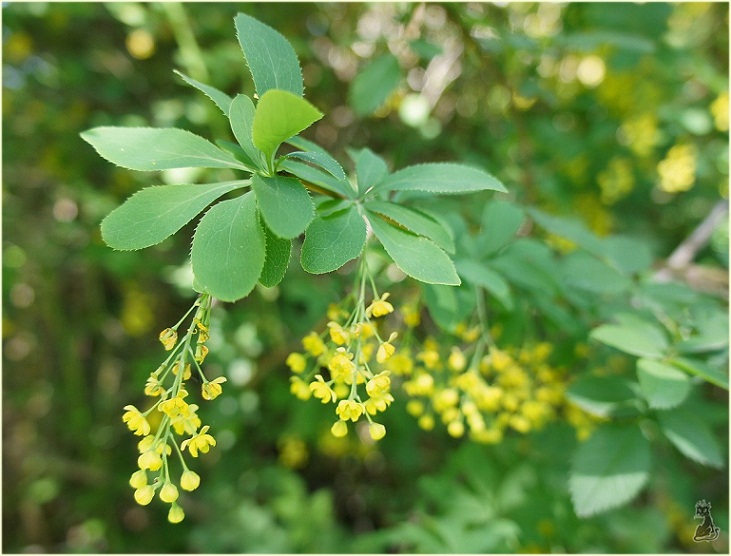 berberis_vulgaris.jpg