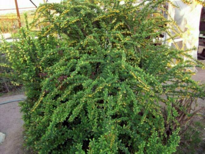 berberisthunbergiigreencarpet.jpg