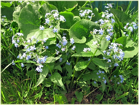 brunnera_sibirica.jpg