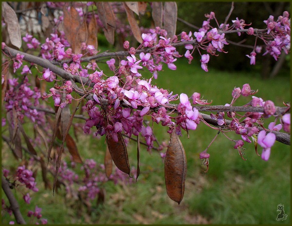cercis_siliquastrum.jpg