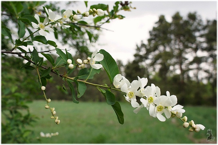exochorda_tianschanica.jpg