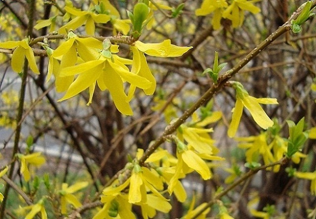 forsythia_intermedia.jpg