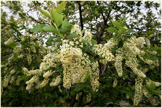 padus_avium.jpg