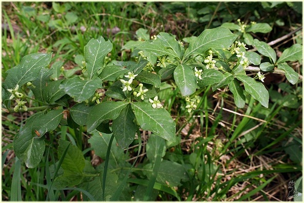 ptelea_trifoliata.jpg