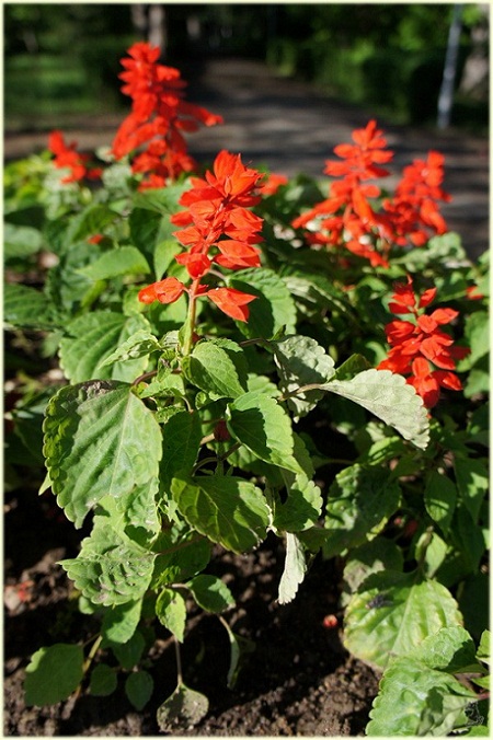 salvia_splendens.jpg