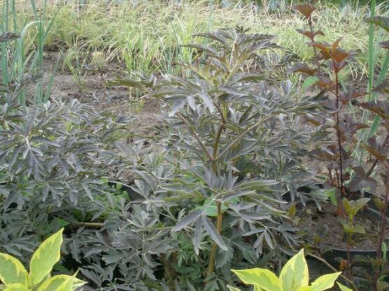 sambucus_nigra.jpg