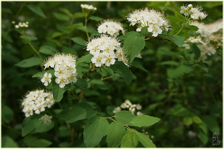 spiraea_vanhouttei.jpg