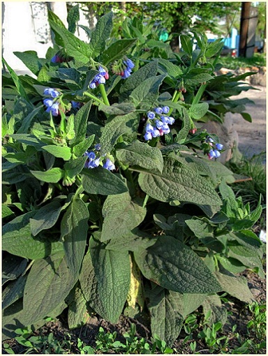 symphytum_caucasicum.jpg