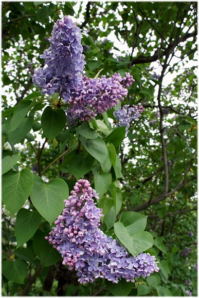 syringa_vulgaris.jpg