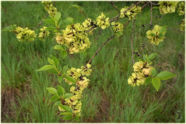 ulmus_minor.jpg