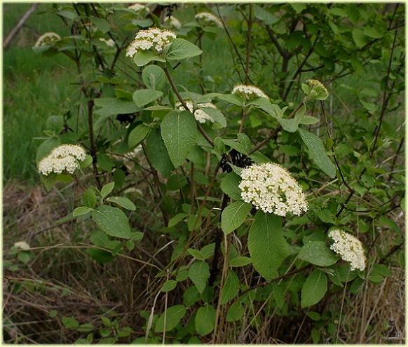 viburnum_lantana.jpg