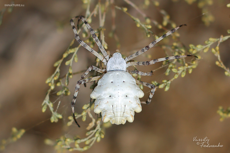 argiope-lobata_01.jpg