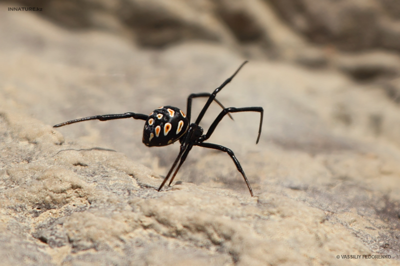 latrodectus-tredecimguttatus_01.jpg