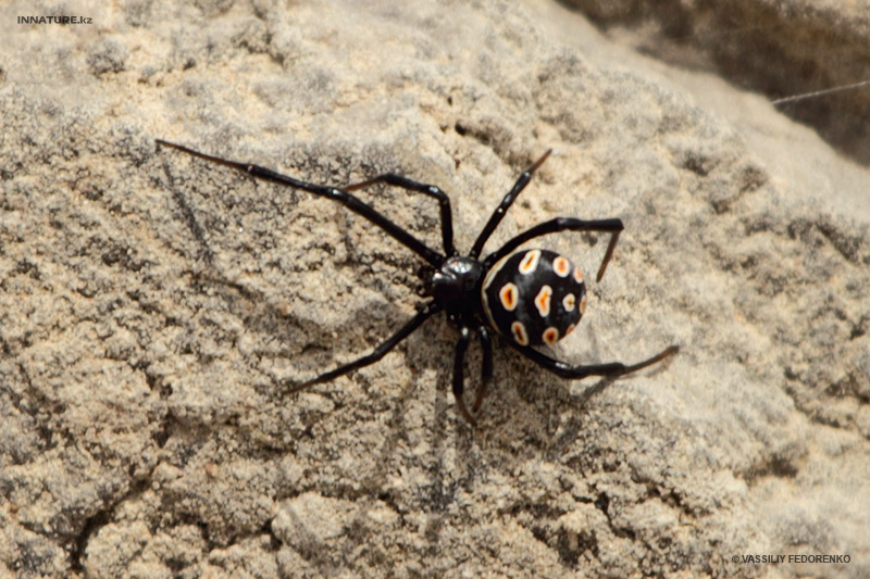 latrodectus-tredecimguttatus_02.jpg