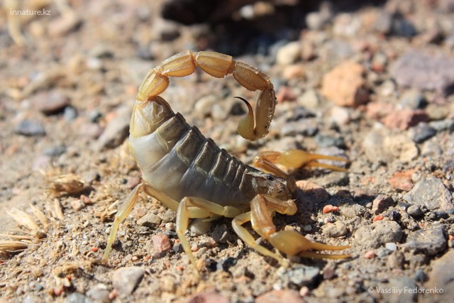 scorpion_001m.jpg