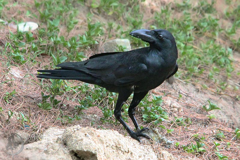 corvus-macrorhynchos_01.jpg