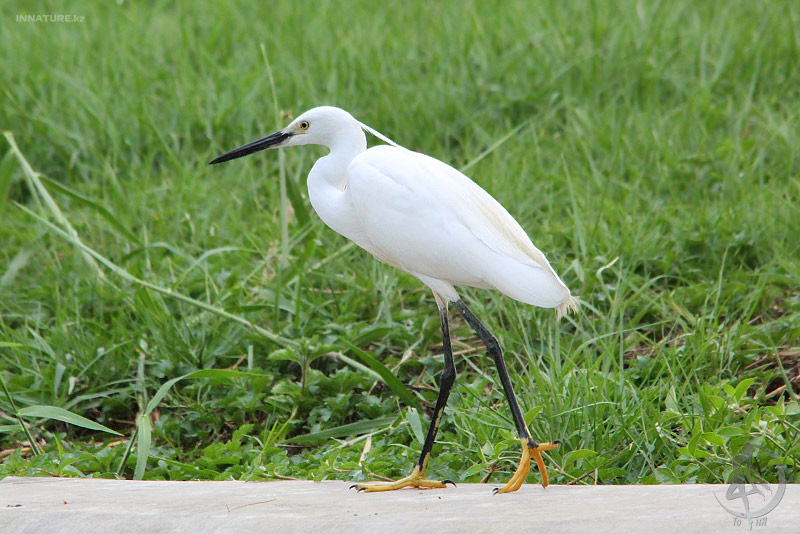 egretta-garzetta_03.jpg