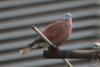 streptopelia-tranquebarica_01_t1.jpg