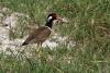vanellus-indicus_01_t1.jpg